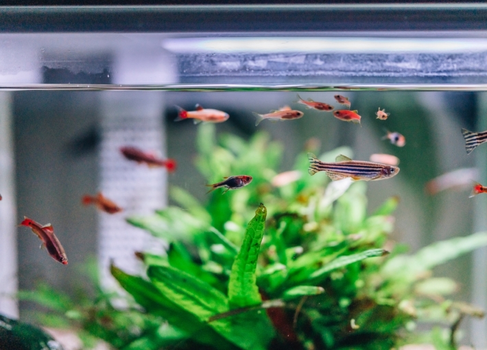 Lợi ích của một thiết kế cửa hàng cá cảnh đẹp